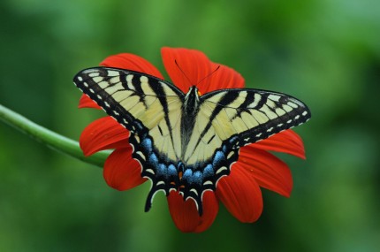 FemaleEasternTigerSwallowtailOnTithonia